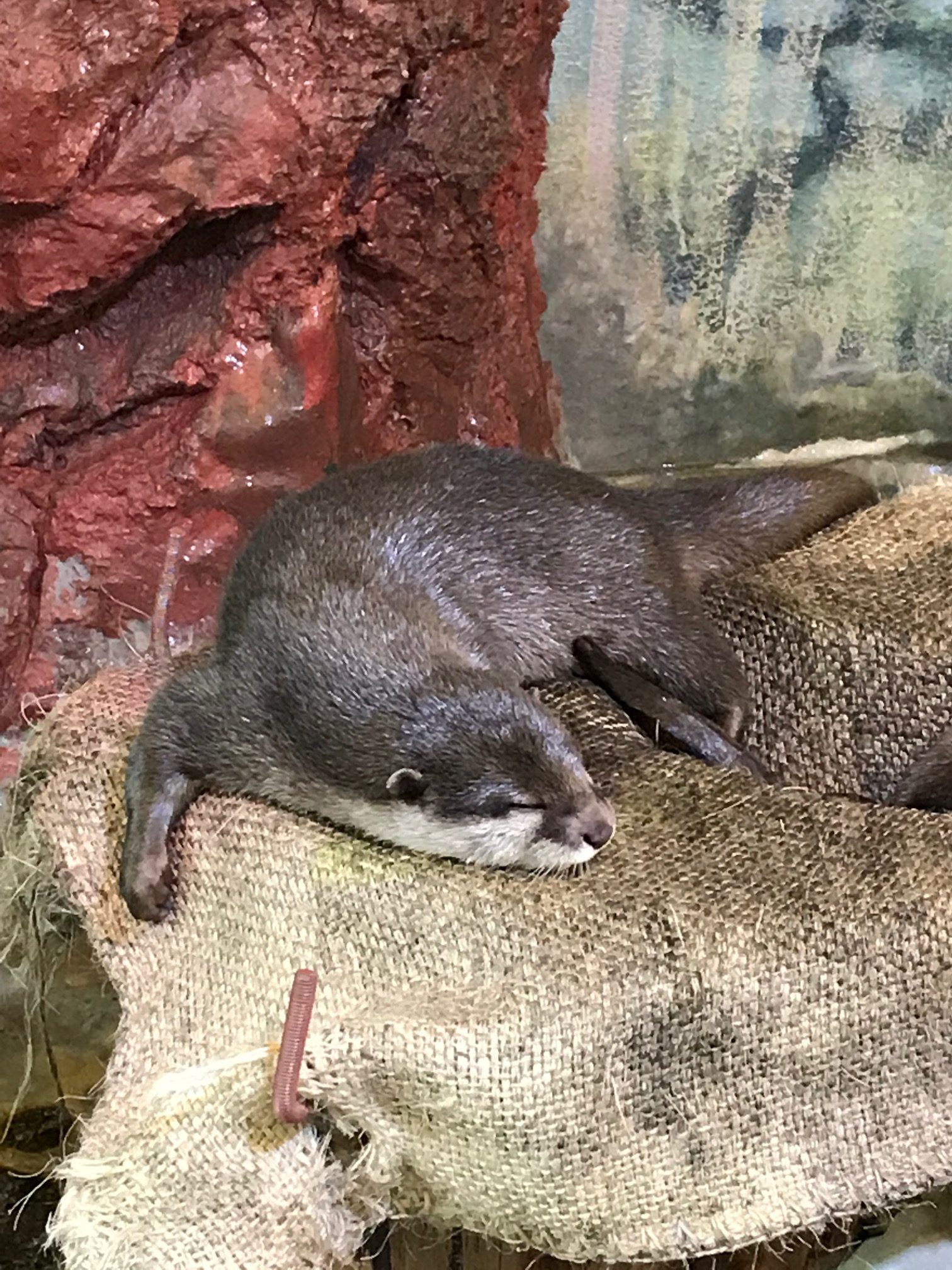 おもてなし不動産 新屋島水族館 賃貸管理 新居浜～香川 カワウソ