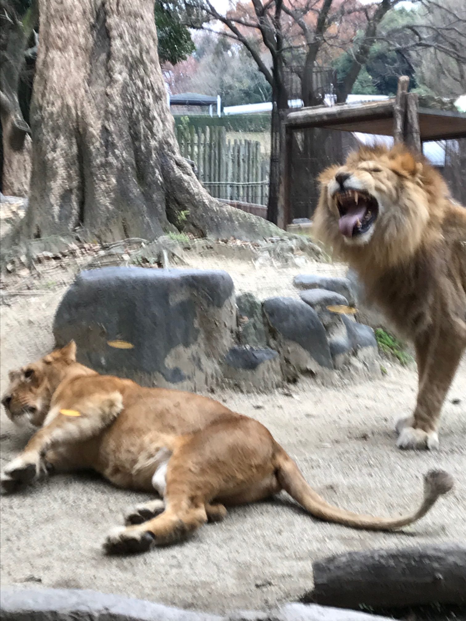 おもてなし不動産 新居浜 賃貸管理 ライオン 砥部動物園 とべ