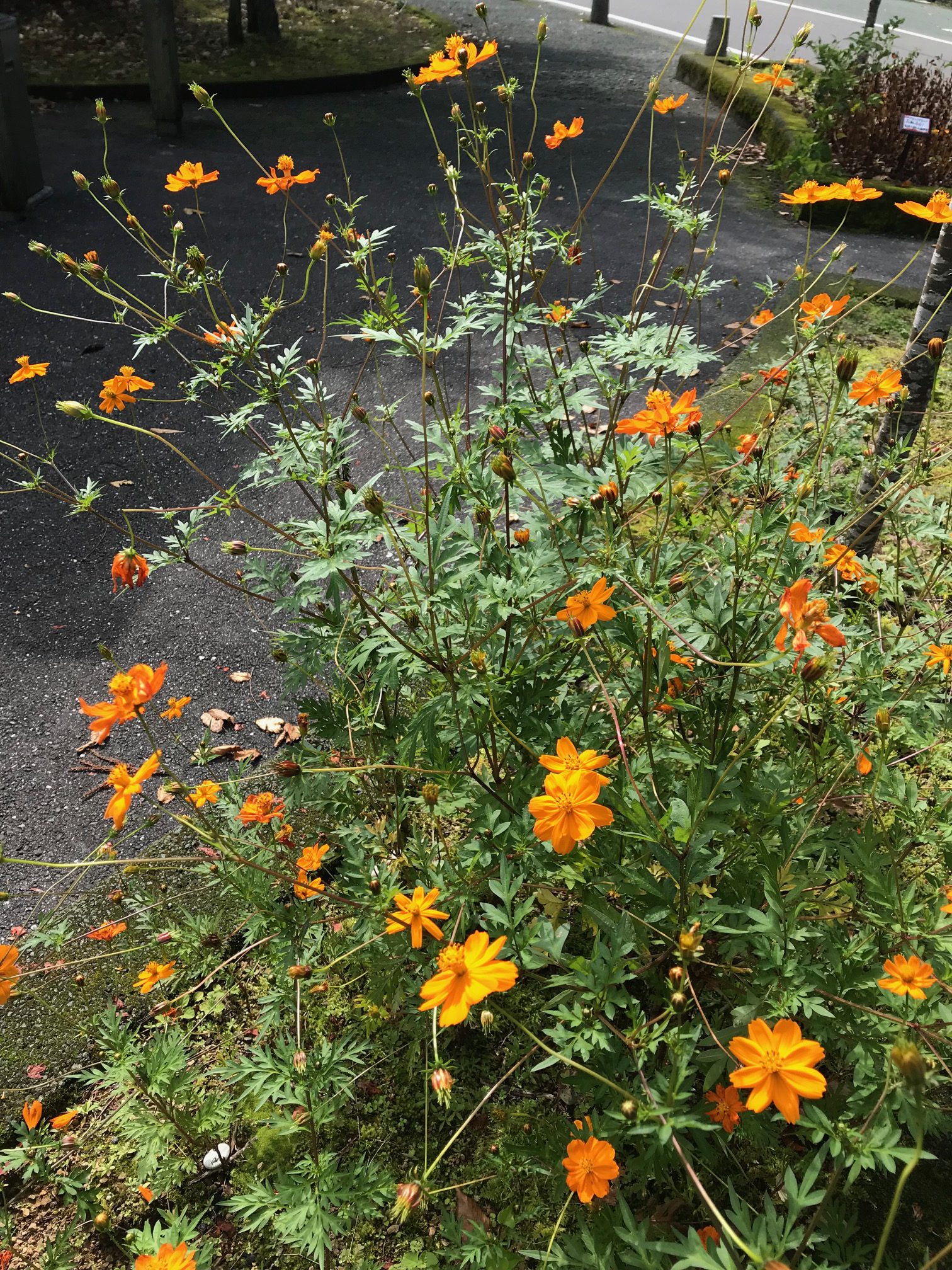 おもてなし不動産 新居浜 コスモス 秋桜