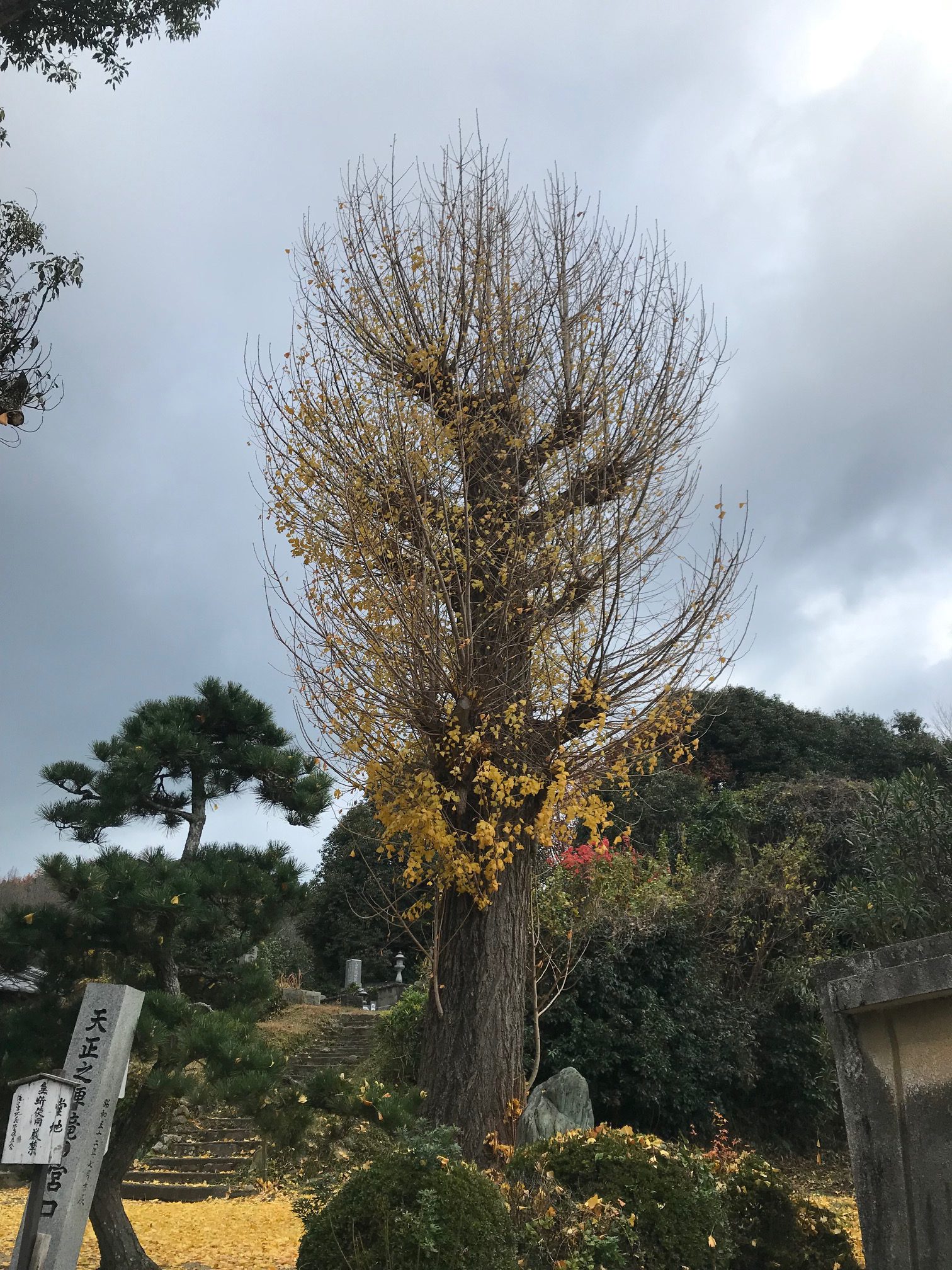 おもてなし不動産 新居浜 賃貸管理 散歩 滝の宮公園