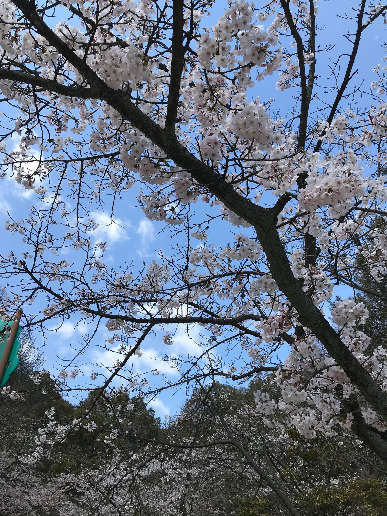 おもてなし不動産 新居浜 賃貸管理 桜 花見 滝の宮公園