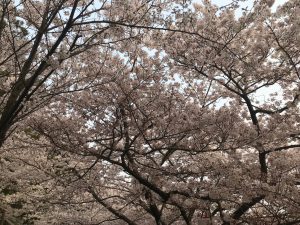おもてなし不動産 香川 三豊 お花見 八幡神社 桜