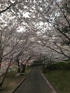 おもてなし不動産 香川 三豊 お花見 八幡神社 桜
