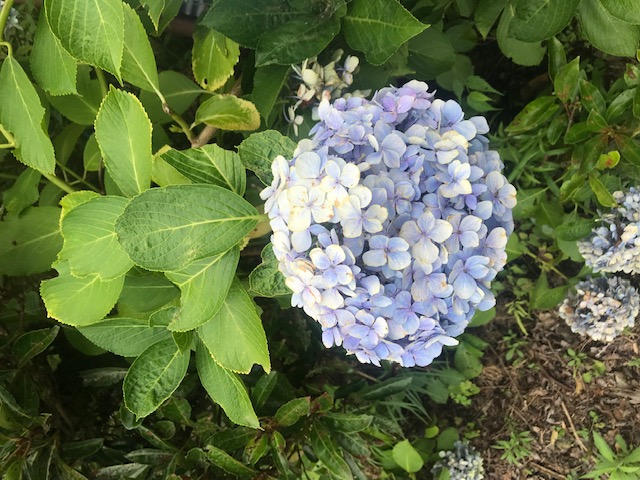 新居浜 賃貸管理 おもてなし不動産 実測 紫陽花