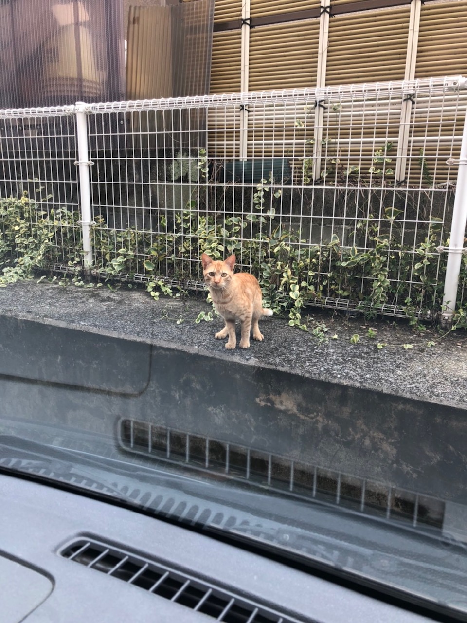 おもてなし不動産 新居浜 不動産 猫の日