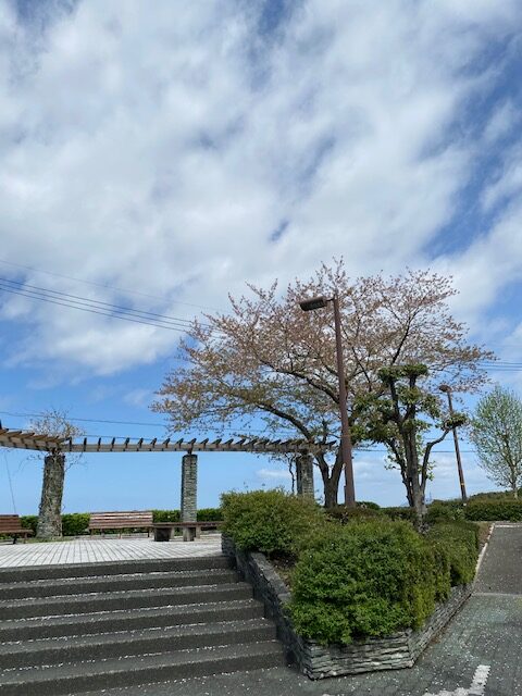 新居浜 おもてなし不動産 賃貸管理 リノベーション 桜 現場 巡回