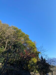 新居浜 滝の宮公園 鴨 秋 冬 お散歩