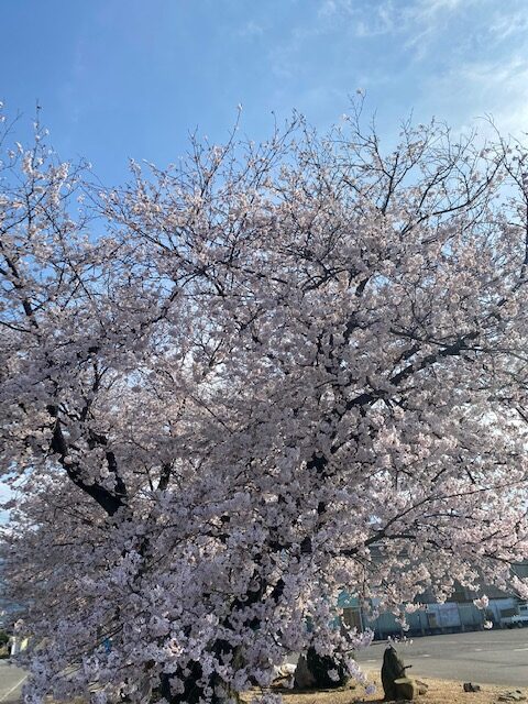 新居浜 賃貸管理 おもてなし不動産 川西 桜 さくら