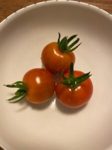 新居浜 家庭菜園 ミニトマト 実りの夏 レッド