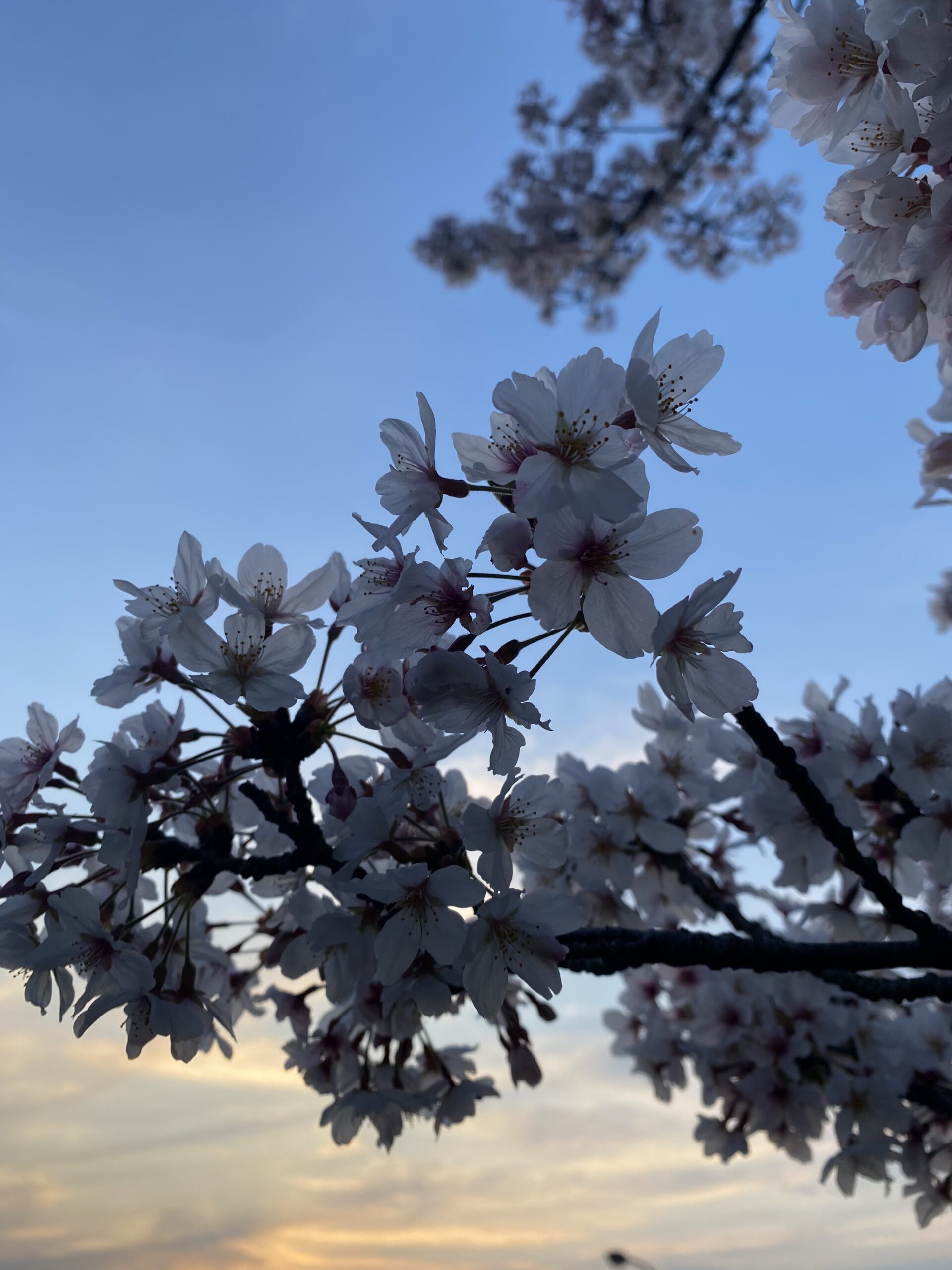 新居浜 賃貸管理 おもてなし不動産 桜 お花見 スポット