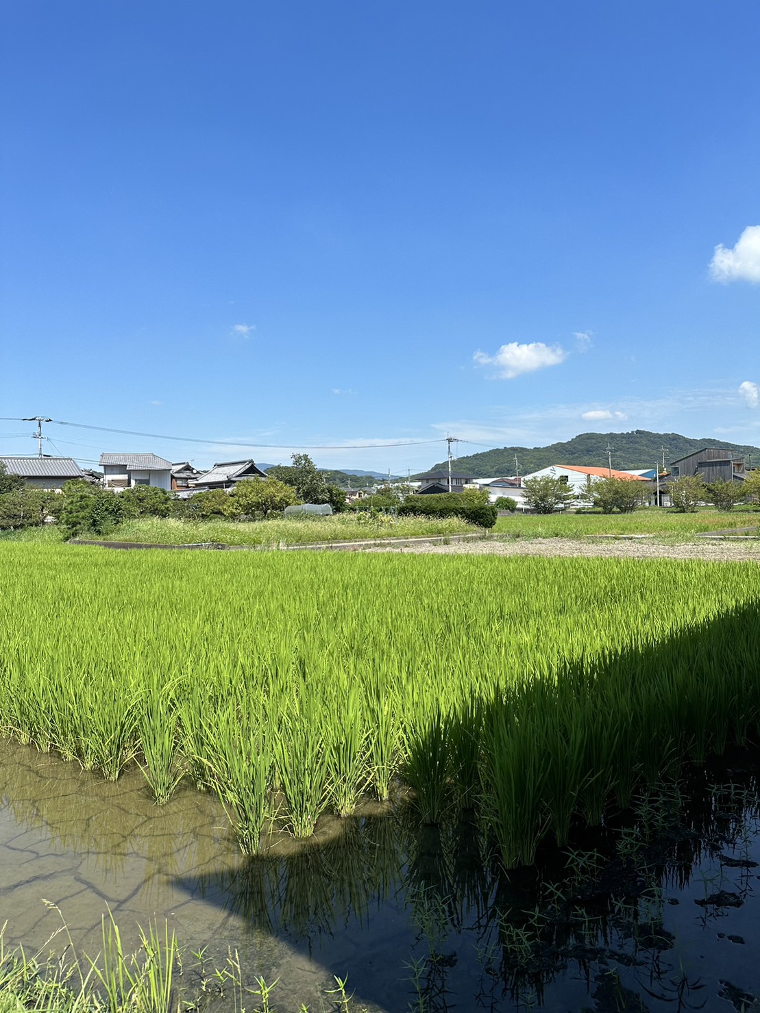 新居浜 不動産 賃貸管理 夏季休業 お盆 short summer vacation